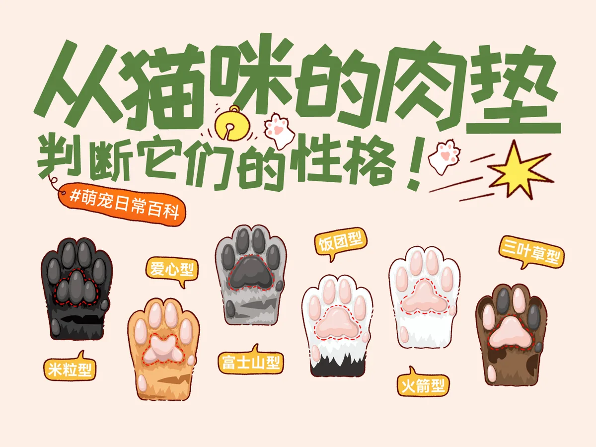 6种猫咪肉垫形状与性格趣味观察