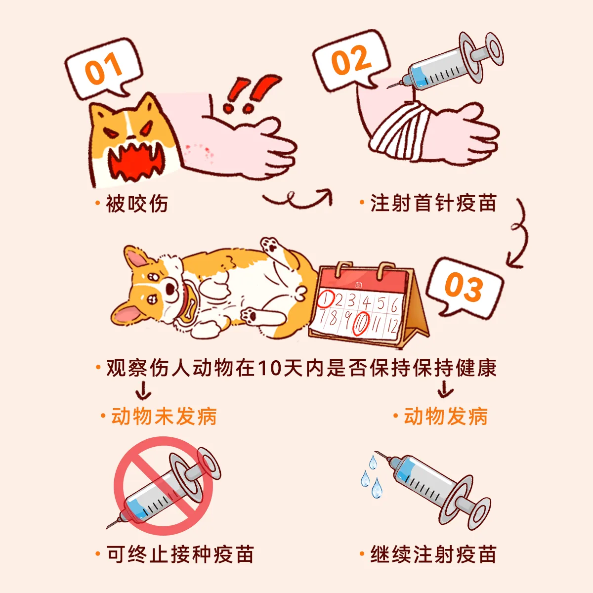 狂犬病暴露后及时处置科普示意图