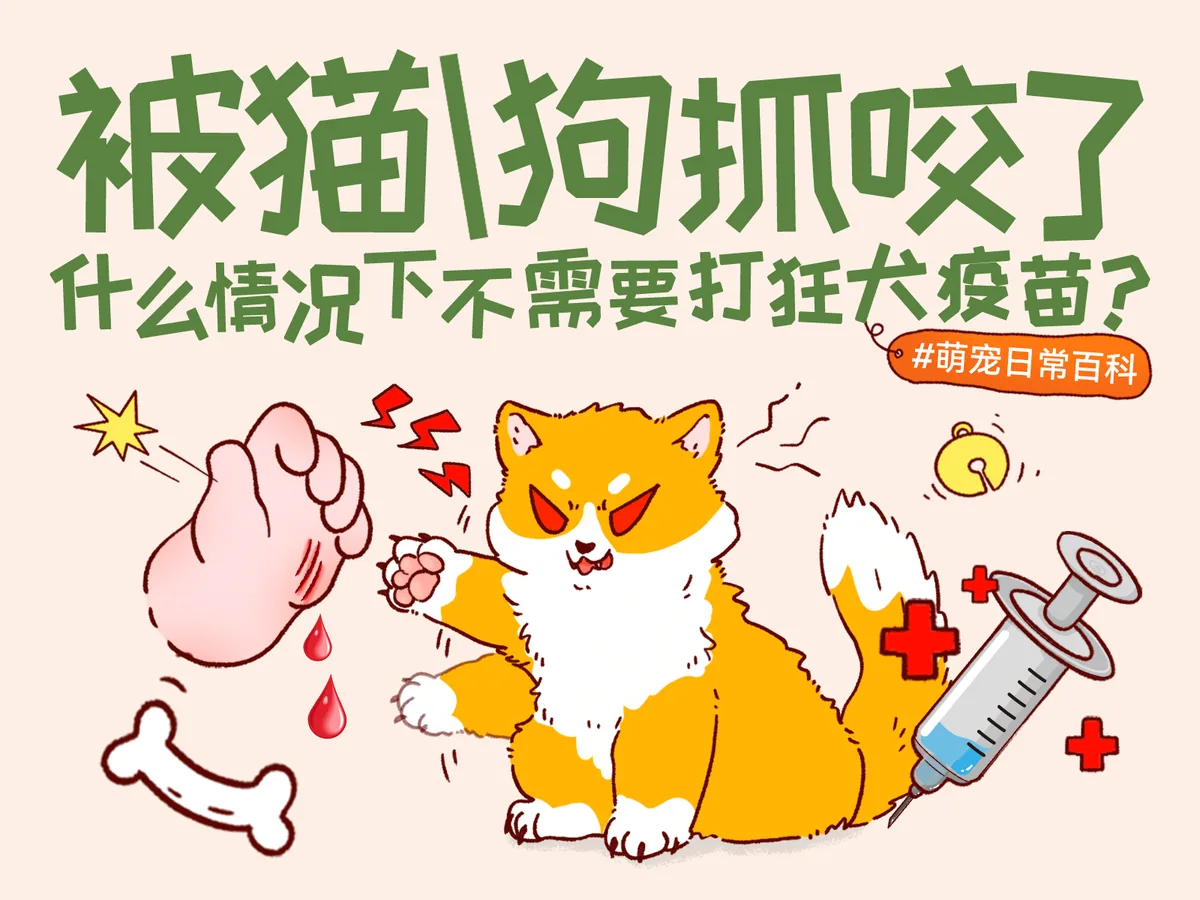 猫狗抓伤后狂犬病暴露分级与疫苗接种科普